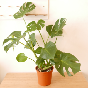 pianta.jpg_a33vmwolqoi.png Zamioculcas zamiifolia (ZZ plant)